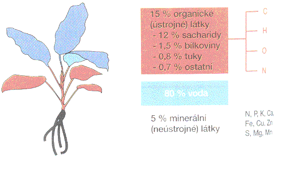 slozeni rostliny